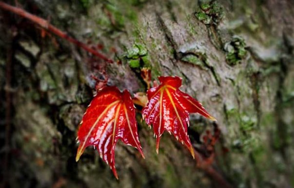 爬山虎的资料。