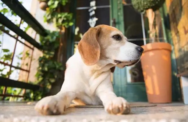 女子下楼梯被狗绊倒滚下地面，怎样看待这件事？生活中养狗需注意什么？