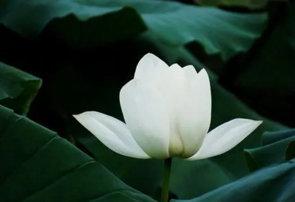 纯的笔画顺序怎么写