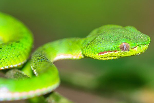 长春男孩网购宠物蛇被咬进ICU,律师对此有何表示?