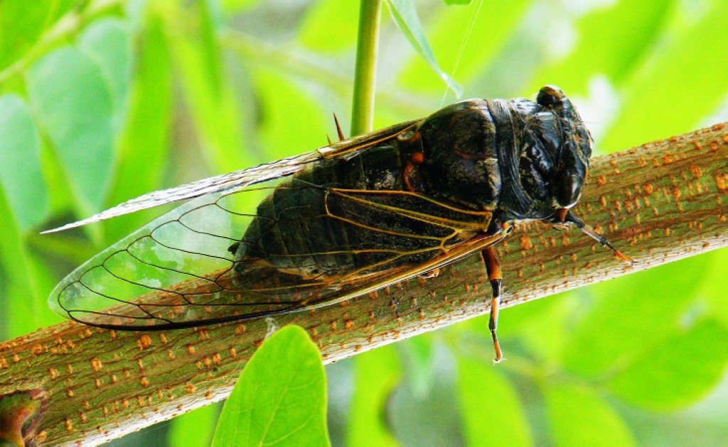 会飞不是鸟，总是树上叫，夸口全知道，其实不知道。打一动物？