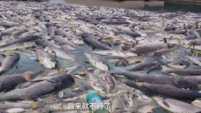 四川高温停电致数万斤鱼缺氧死亡，拉闸限电，是否不可取？