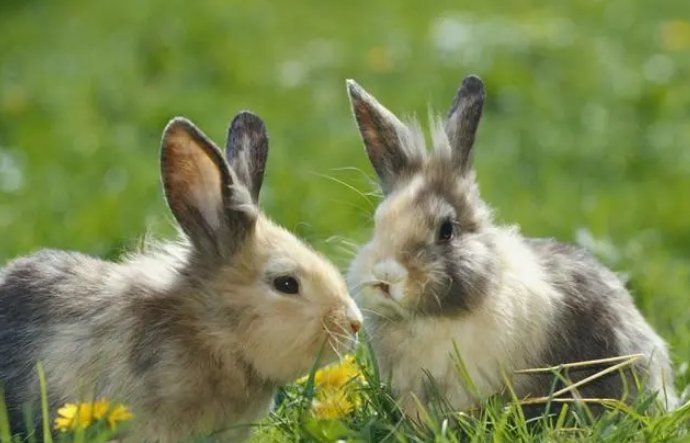 1975属什么生肖 今年多大了