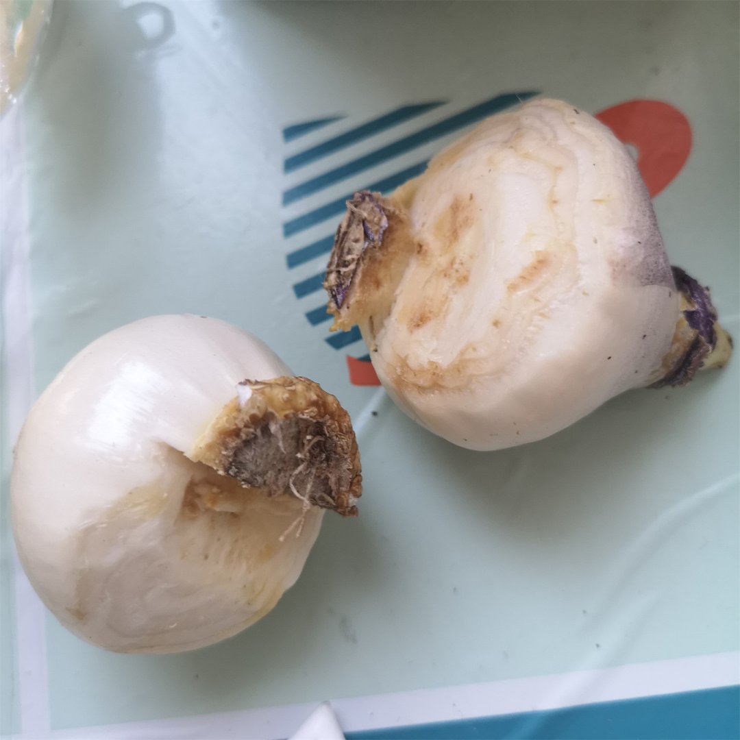 风信子代表或象征什么？