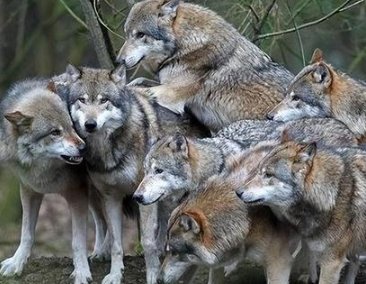 惊险！甘肃国道司机遇狼群运送食物，狼群会主动攻击人类吗？