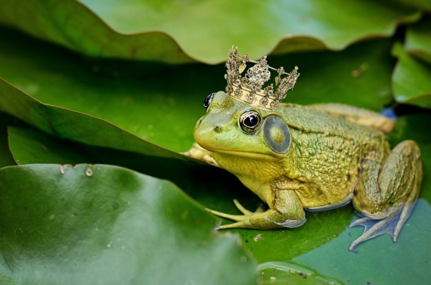 amphibian是什么意思