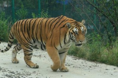 被控制东北虎将被提取基因，它会被送回森林吗？