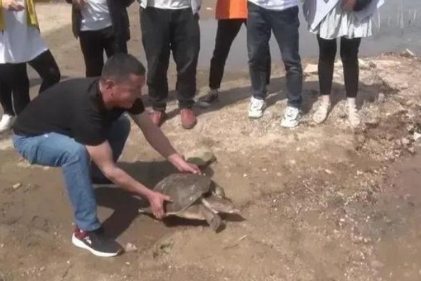 46斤百年巨鳖上岸被捉，这是蹭热搜还是确有其事？