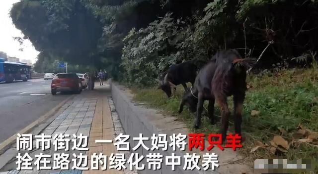 贵州大妈放羊啃食草地,怎么提高人们心中绿化的重要性?