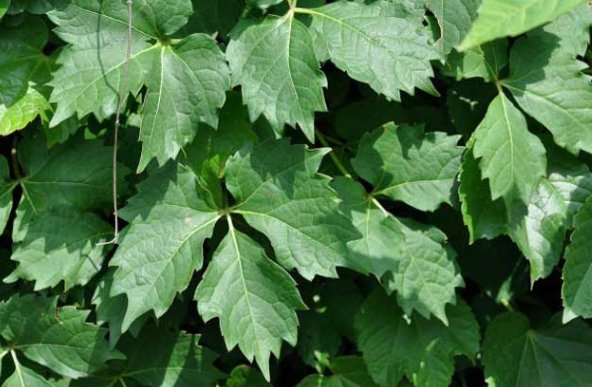 爬山虎的资料。