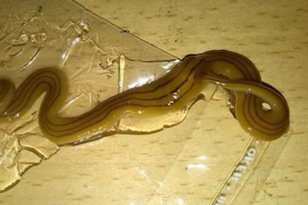 什么动物死不了