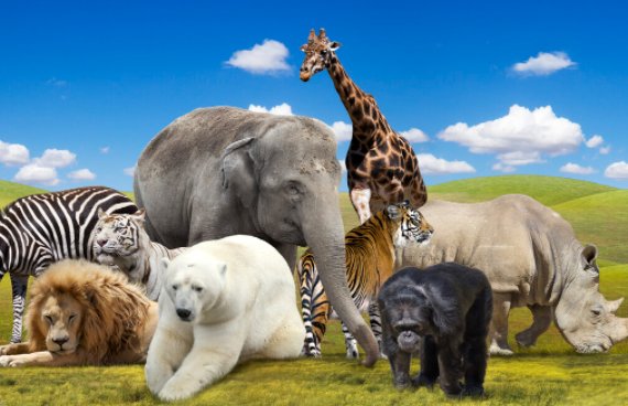 动物园里有哪些动物？