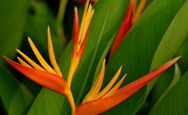 天堂鸟与旅人蕉的区别