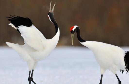 丹顶鹤是国家一级保护动物吗?