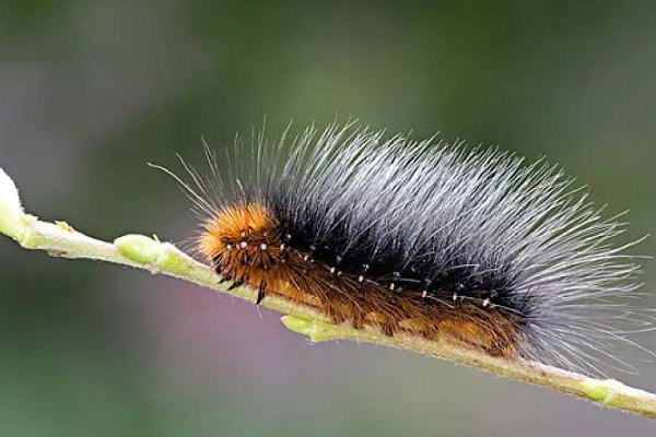 什么动物死不了