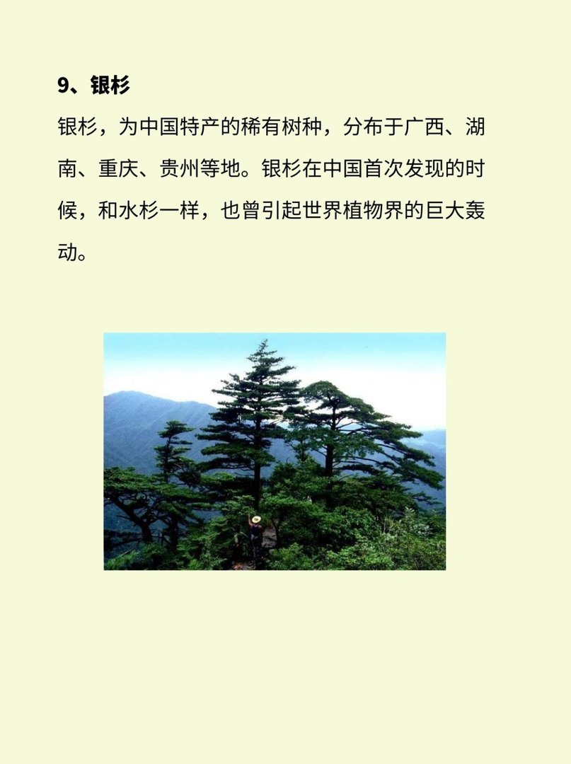 植物界有哪些活化石？