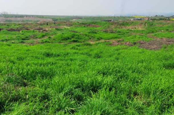 山坡上长着一大片什么的小草