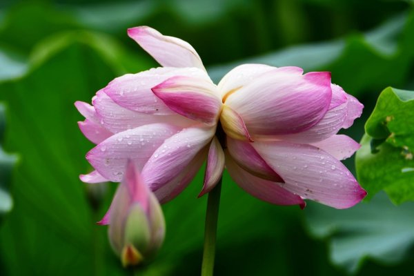 南京莫愁湖现两株并蒂莲，它适合在什么样的环境下生存？