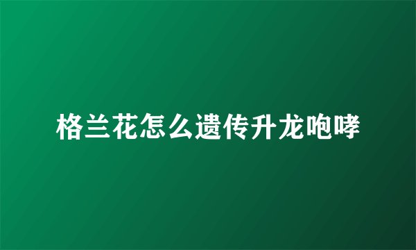 格兰花怎么遗传升龙咆哮