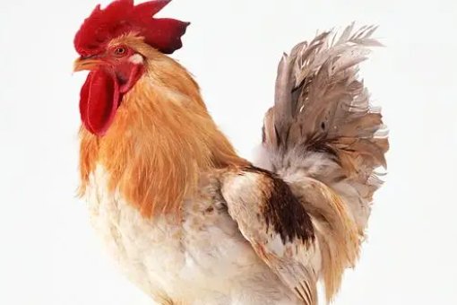 百鸟鸣春开过什么动物