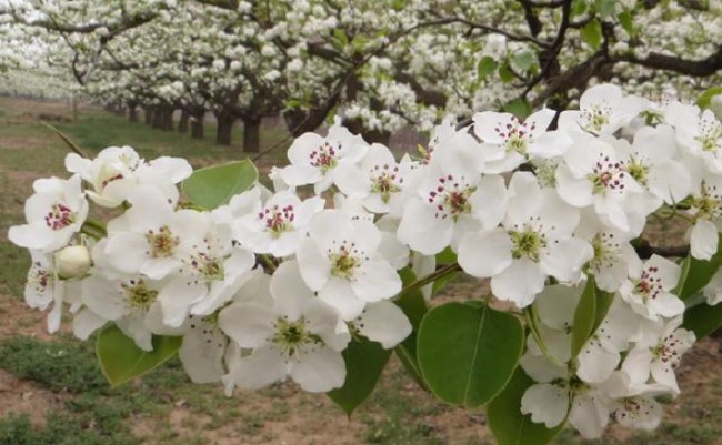 描写梨花的10首古诗有哪些？