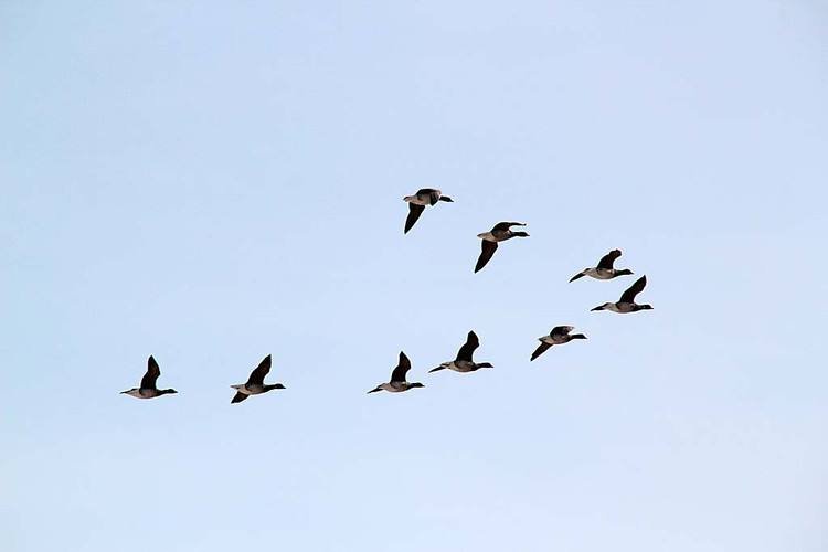 大雁南飞为什么要排人字形？