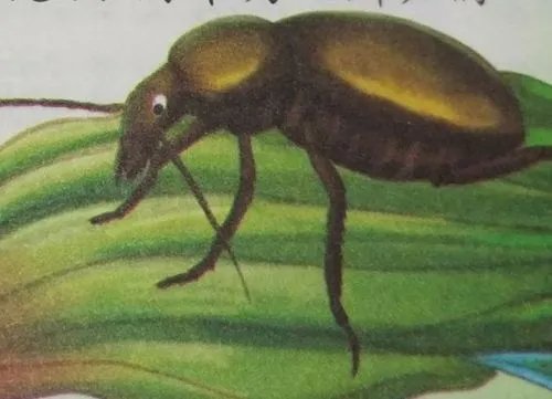 《昆虫记》金步甲的特点和生活特征？