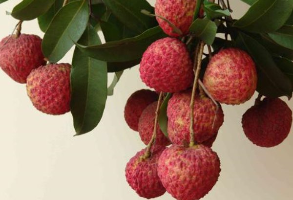 lychee是什么意思