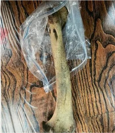 一男子出国务工拾虎骨带回国内，受到了怎样的处罚？