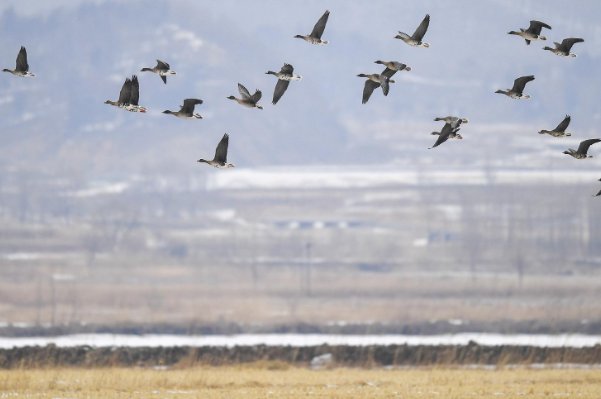 飞禽走兽的意思是什么
