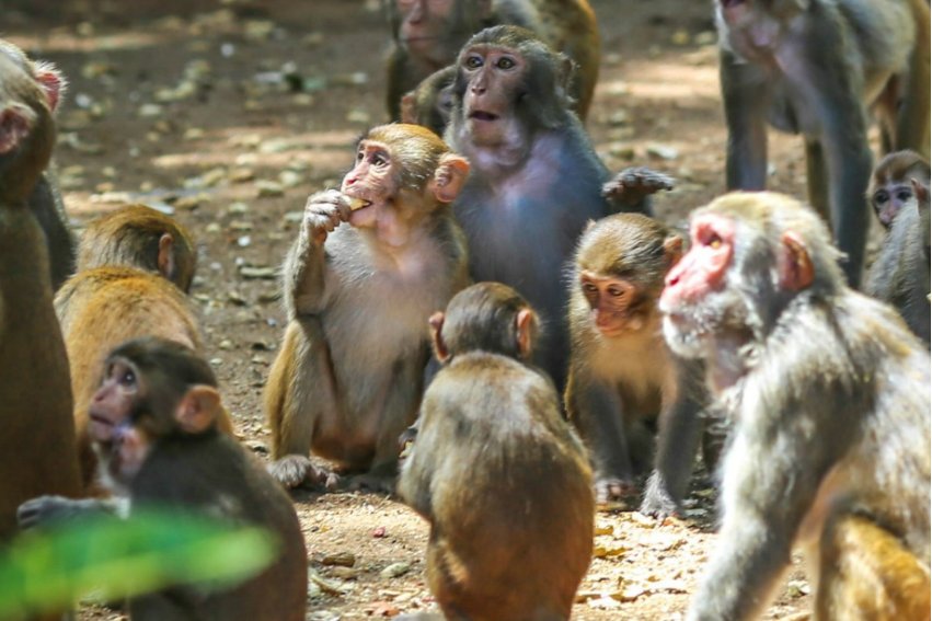 锦绣前程是指什么动物