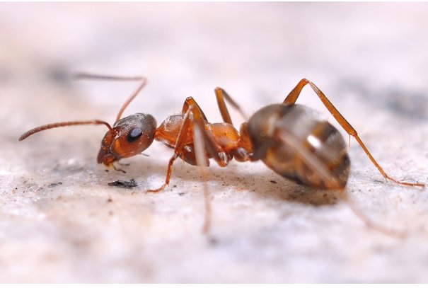 蝼蚁指什么动物？