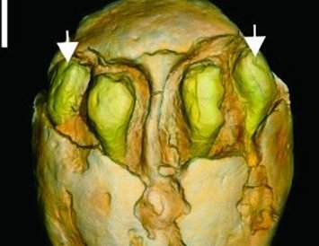 1500万年前的枣在福建漳浦被发现,这有何意义?