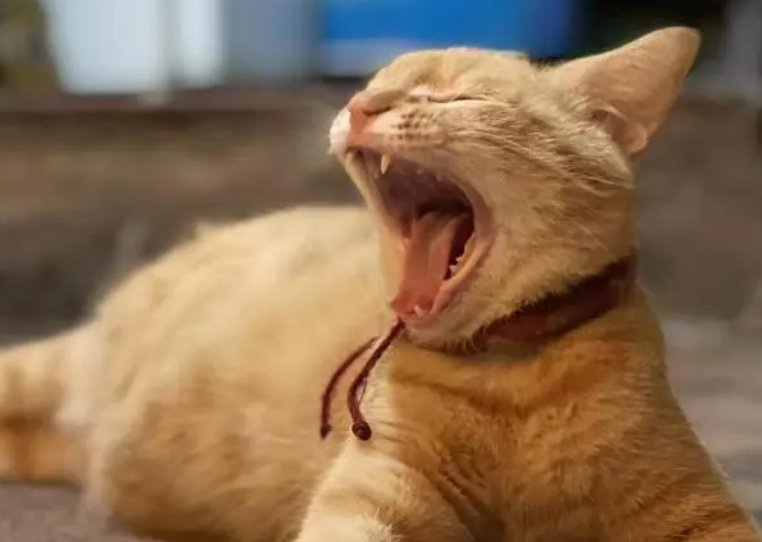 金华七只小猫全神贯注看猫和老鼠，画面有多治愈？