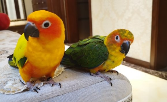 泰国一只宠物鹦鹉“偷吃”了主人21颗钻石,最终这些钻石是如何取出的?