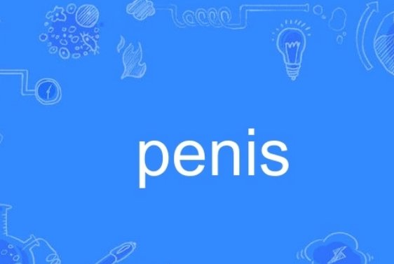 penis是什么意思