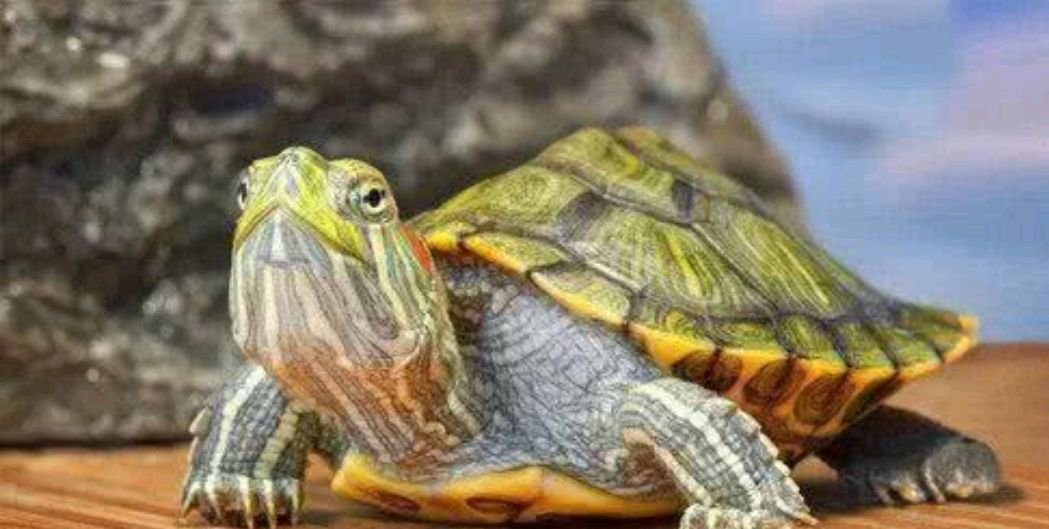 动物有什么象征意义吗？