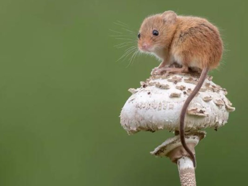 绝处逢生的三大生肖