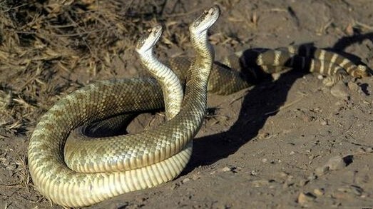 蛇跟蛇怎么交配的？