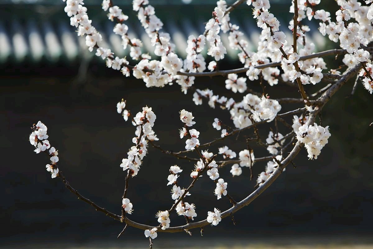 对联“风吹杨柳千门绿”的后半句是什么