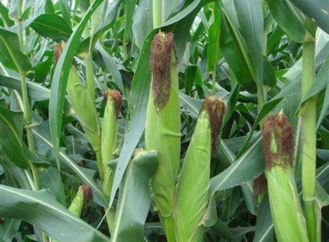 如何看待粮库竞拍玉米有大量虫眼这件事呢？