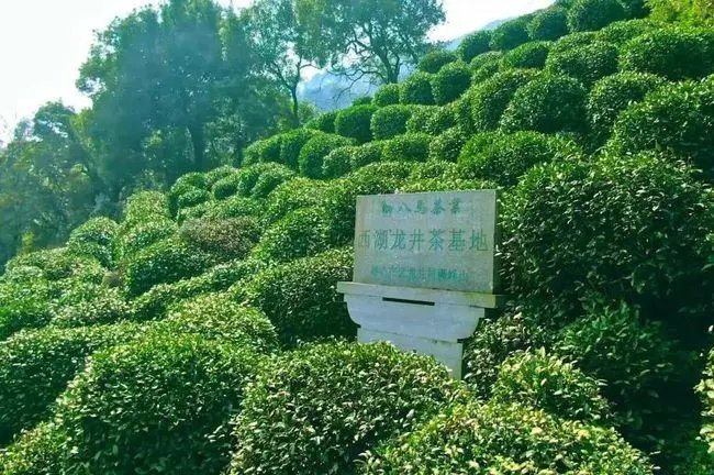 西湖龙井茶树，大面积被“晒干”为何会出现这种情况？