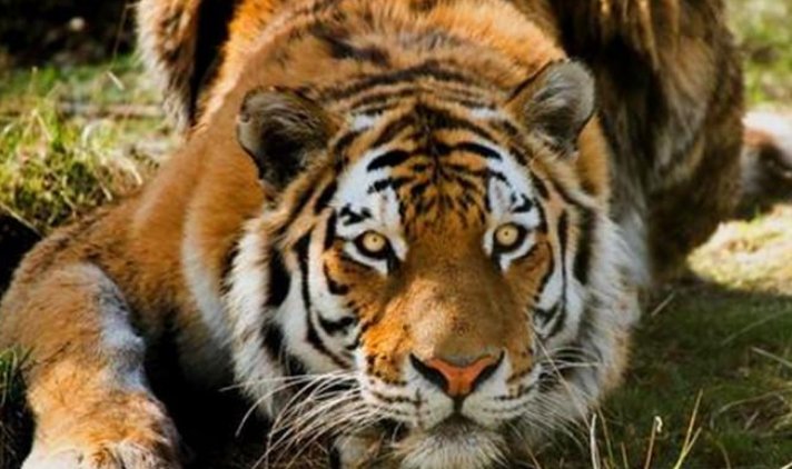 官方回应击毙外逃老虎，为什么这两只老虎不能被放归野外？