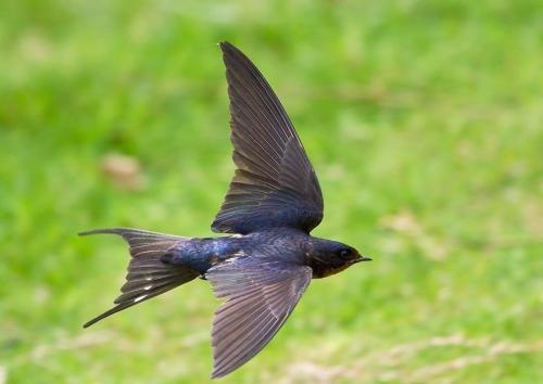 东北话皮燕子是什么器官?