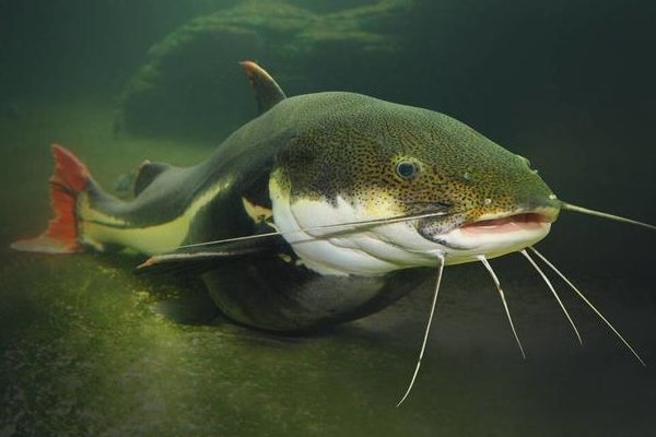 鲇鱼和鲶鱼的区别