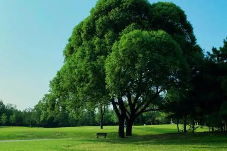 棵的笔顺正确的写法