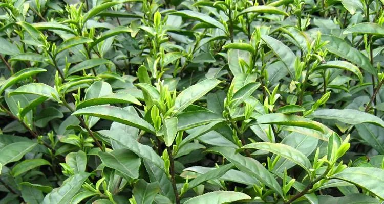 西湖龙井茶树，大面积被“晒干”为何会出现这种情况？