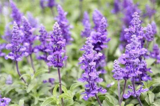 鼠尾草什么寓意