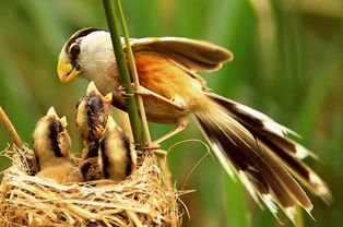 河北武强发现震旦鸦雀,这是一种什么鸟?