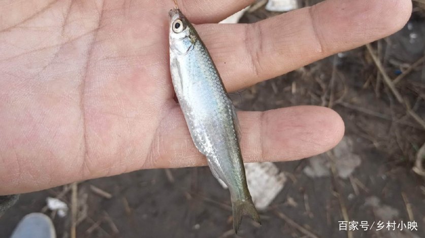 “猾鱼”老是钓不好？警惕性极高的野生鱼，应该怎么钓？